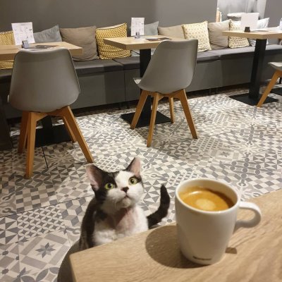 Neko Cafe Bar a Chats