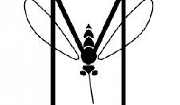 Mosquito Latino