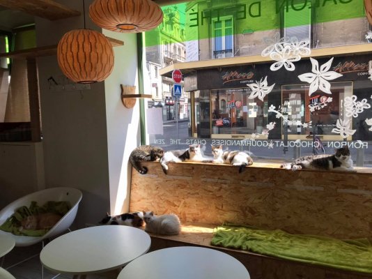 Ronron Cafe Bar a Chats de Reims